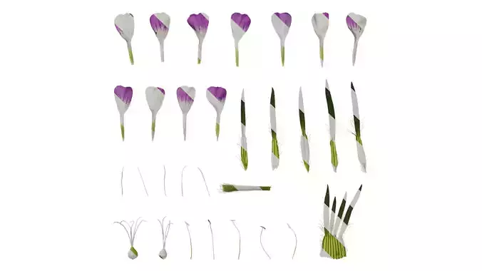 Anydrafts Agrostemma githago milas Flower 02