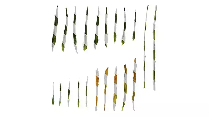 Anydrafts Agrostemma githago milas Leaf 01