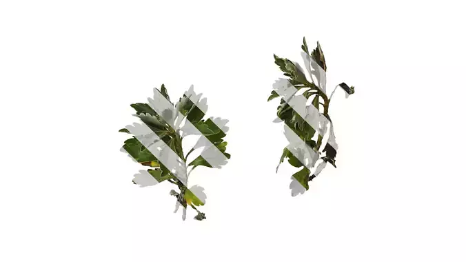 Anydrafts Ajania pallasiana Atlas 01