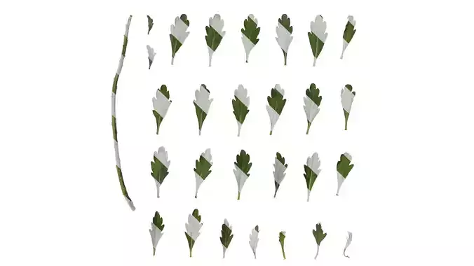 Anydrafts Ajania pallasiana Leaf 01