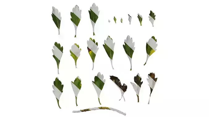 Anydrafts Ajania pallasiana Leaf 02