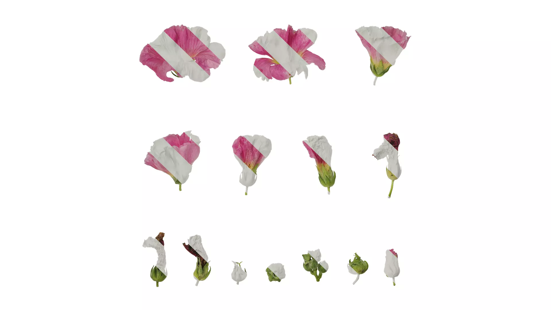 Anydrafts Alcea rosea Flower 14 Texture_0