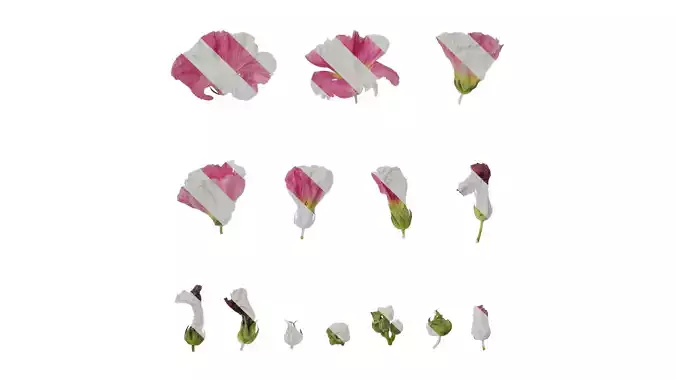 Anydrafts Alcea rosea Flower 14