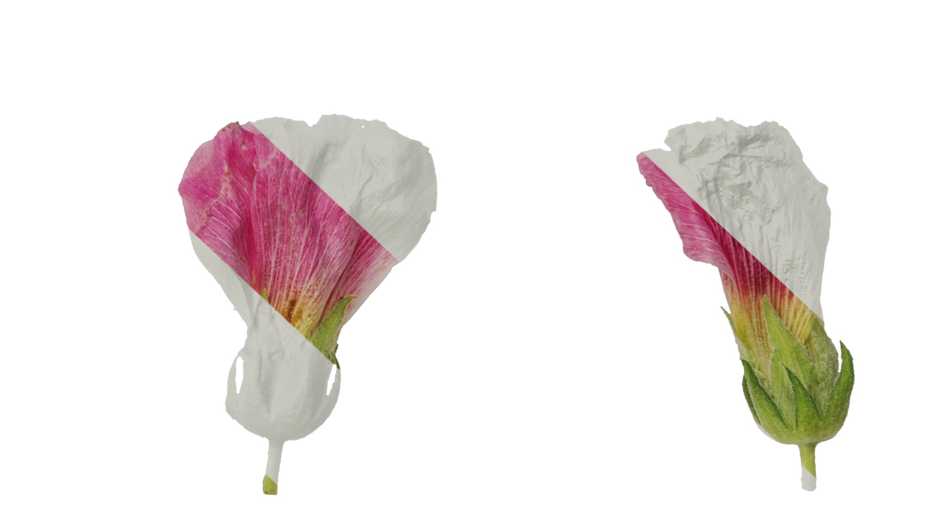 Anydrafts Alcea rosea Flower 14 Texture_7