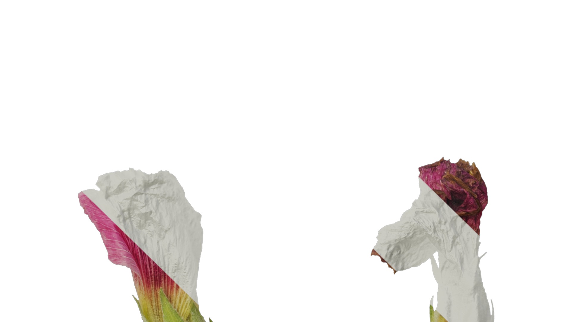 Anydrafts Alcea rosea Flower 14 Texture_4