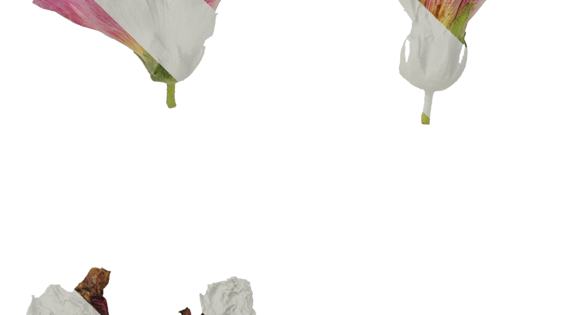 Anydrafts Alcea rosea Flower 14 Texture_5