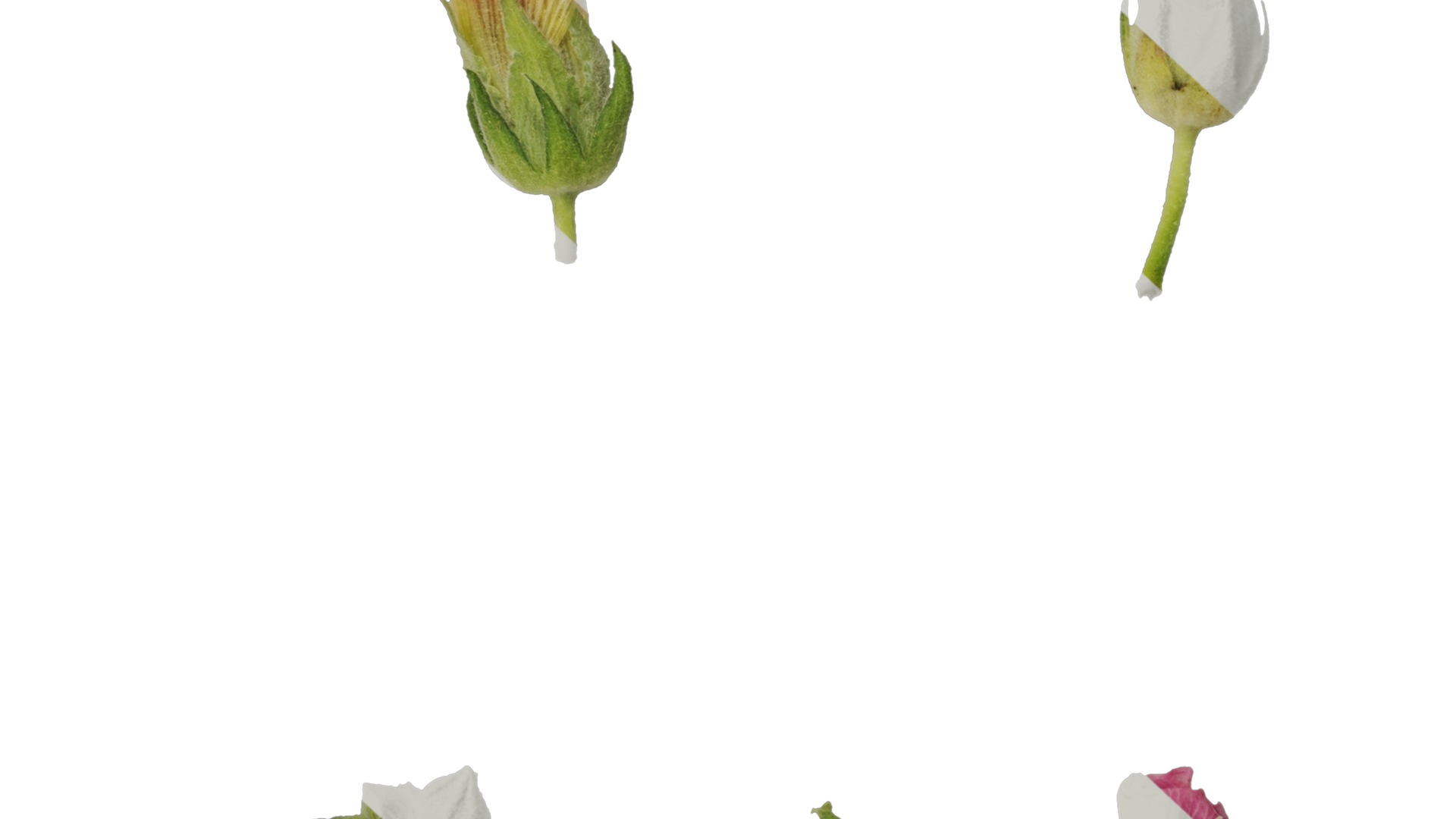 Anydrafts Alcea rosea Flower 14 Texture_6