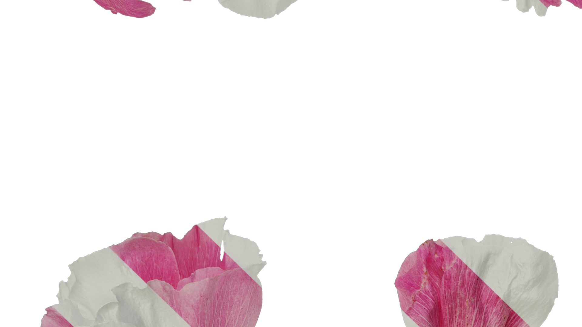 Anydrafts Alcea rosea Flower 14 Texture_3