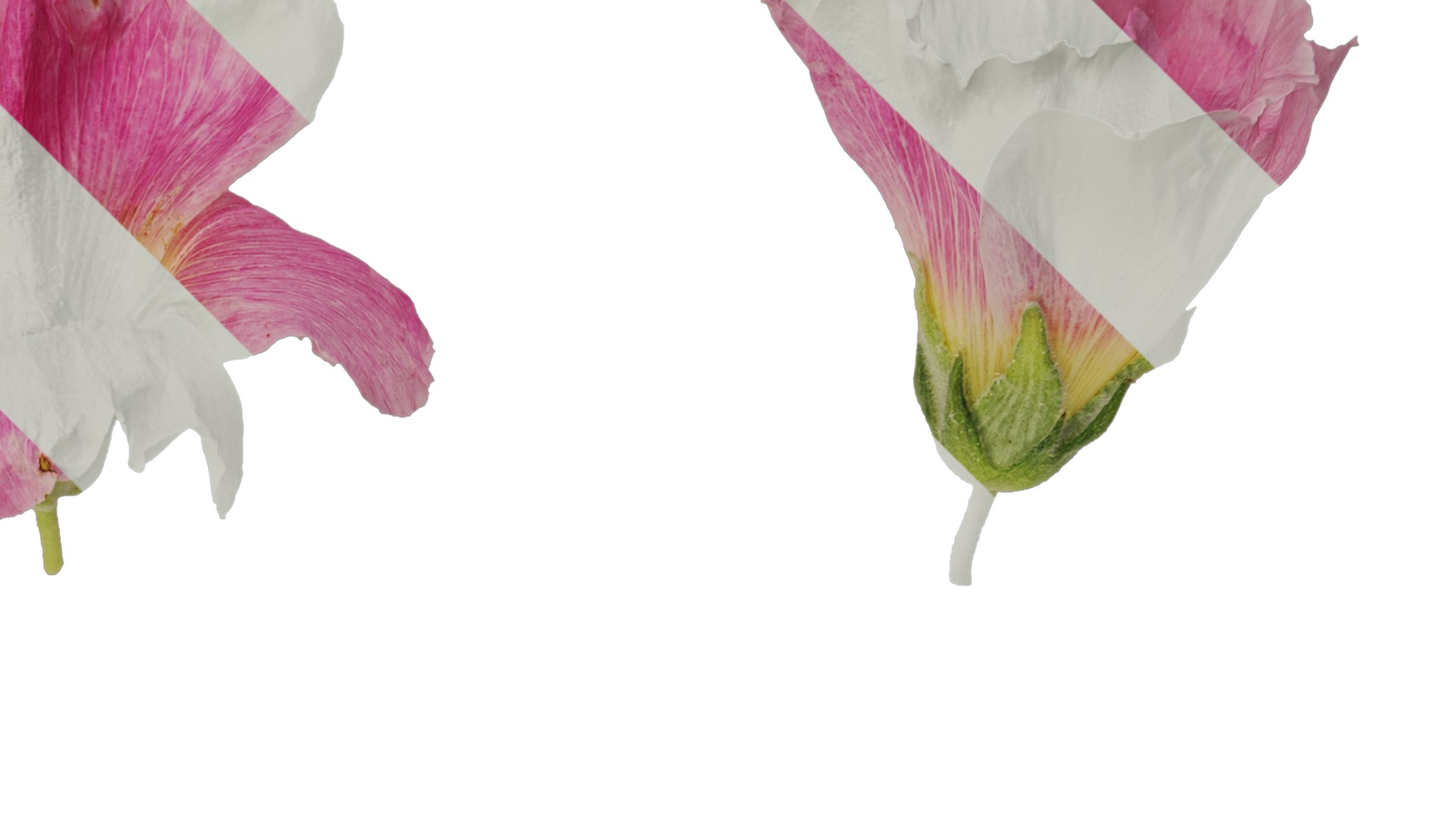 Anydrafts Alcea rosea Flower 14 Texture_2