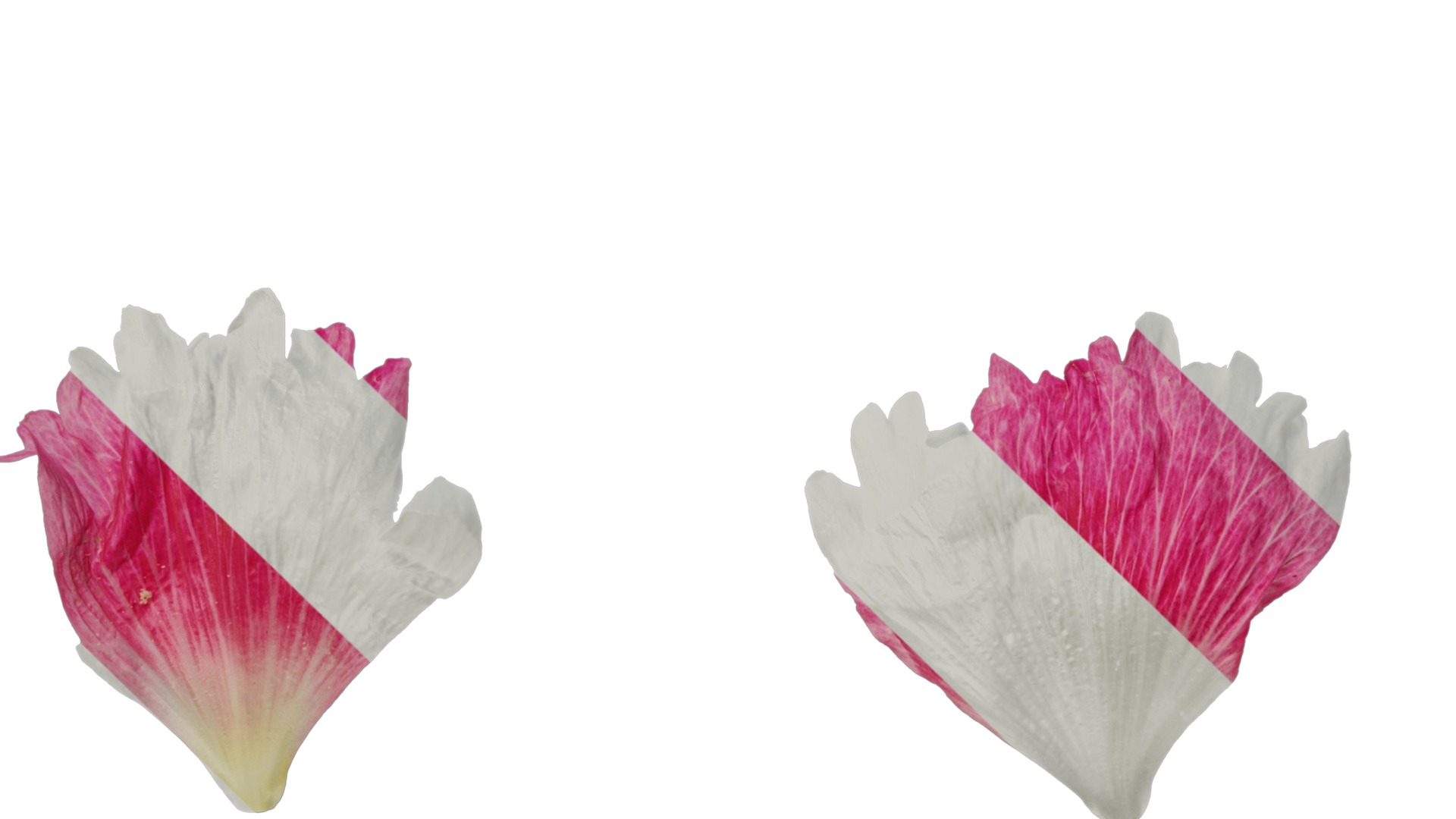 Anydrafts Alcea rosea Flower 15 Texture_5