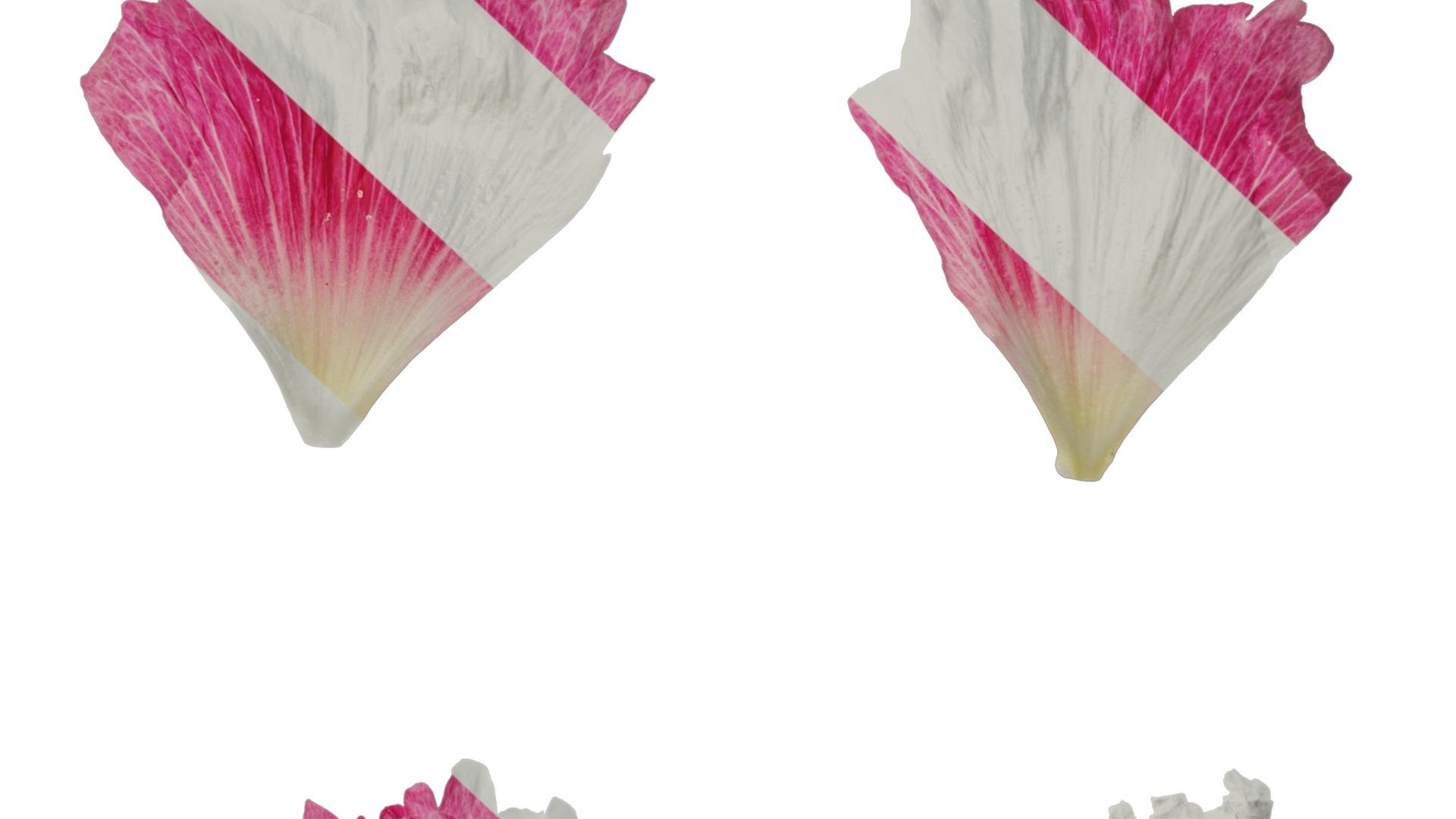 Anydrafts Alcea rosea Flower 15 Texture_7