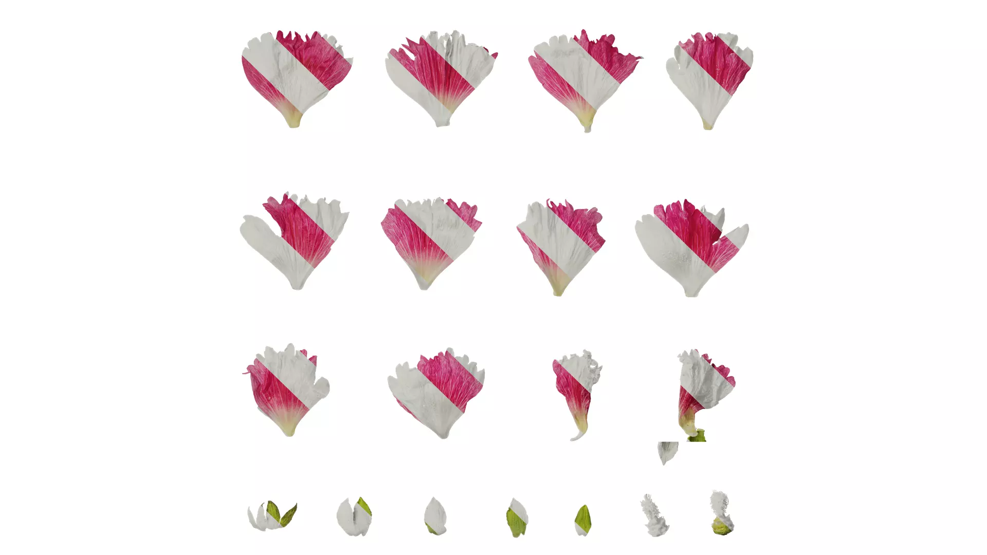 Anydrafts Alcea rosea Flower 15 Texture_0