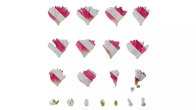 Anydrafts Alcea rosea Flower 15