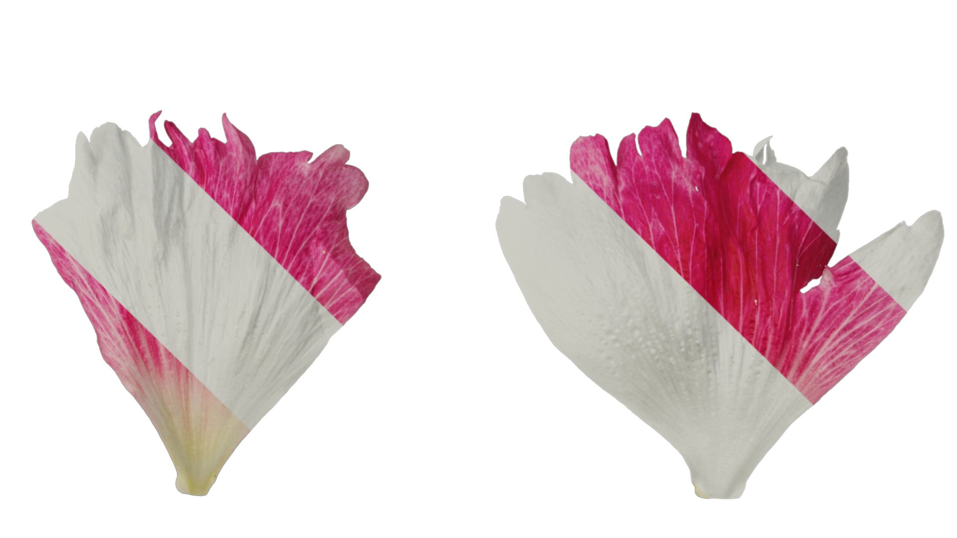 Anydrafts Alcea rosea Flower 15 Texture_4