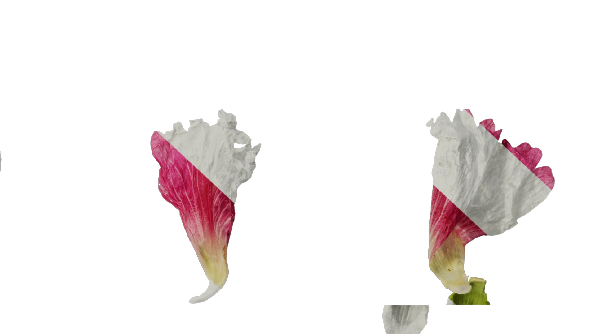 Anydrafts Alcea rosea Flower 15 Texture_6