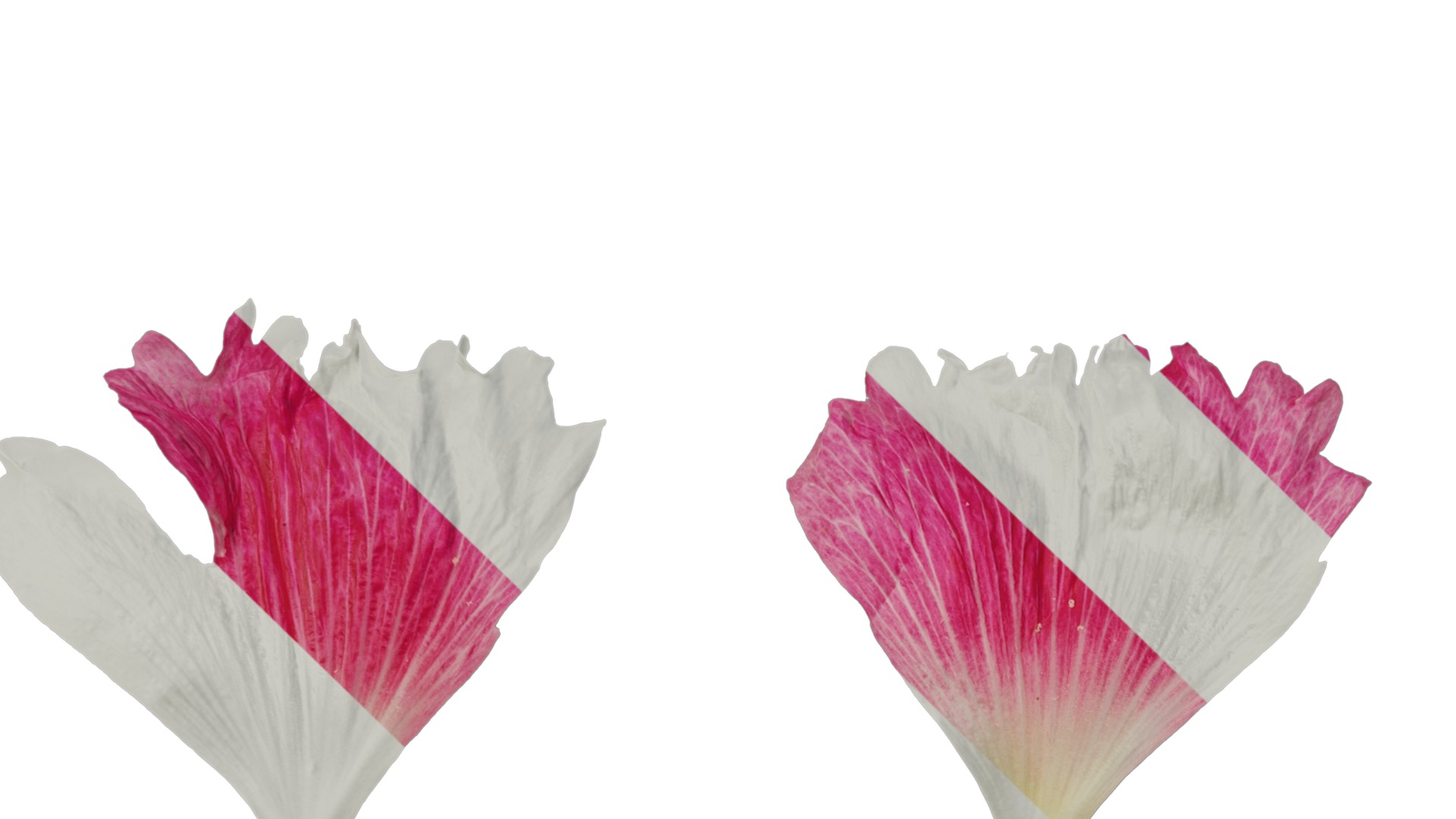 Anydrafts Alcea rosea Flower 15 Texture_3