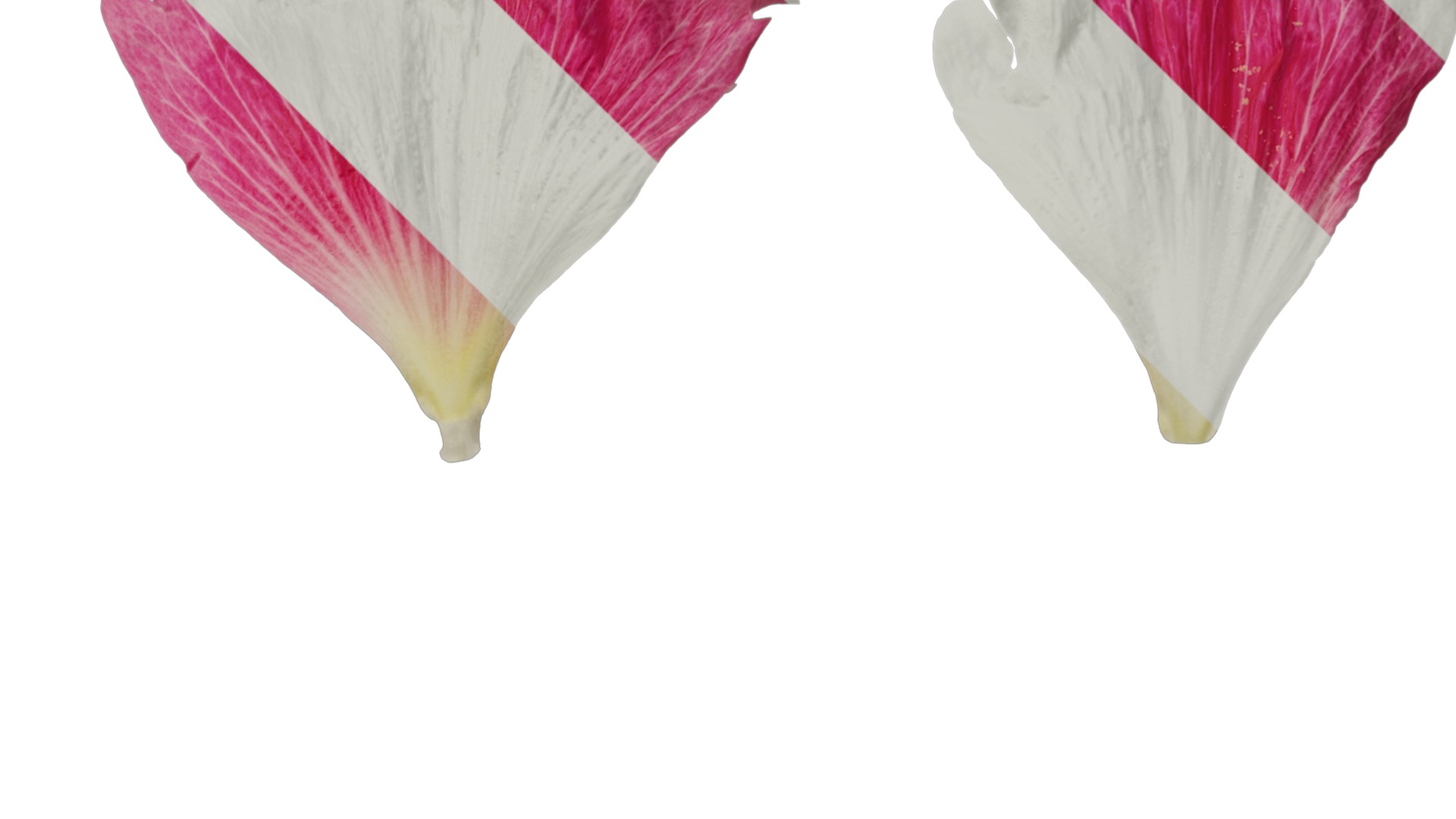 Anydrafts Alcea rosea Flower 15 Texture_2