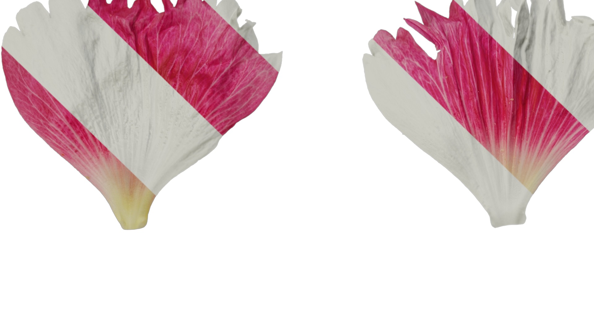 Anydrafts Alcea rosea Flower 15 Texture_1