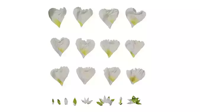 Anydrafts Alcea rosea Flower 16