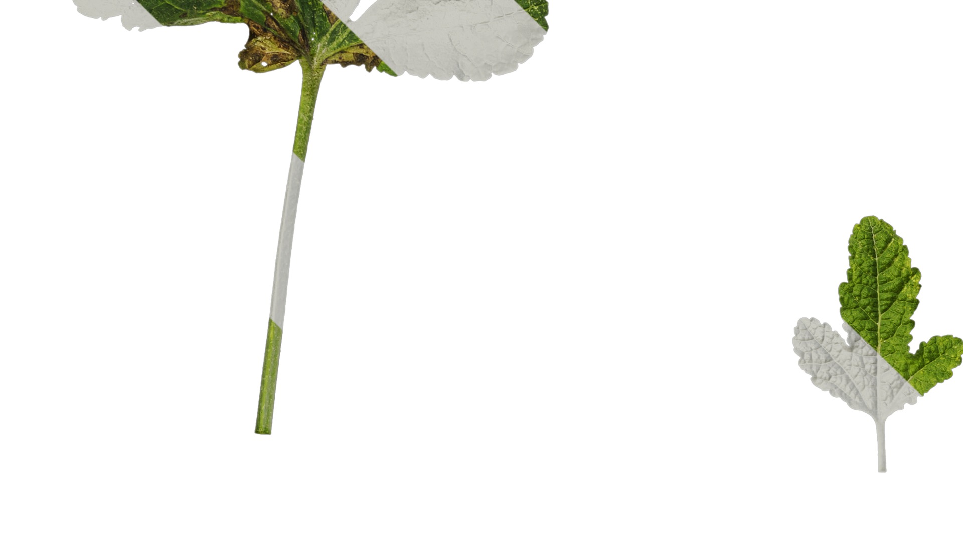 Anydrafts Alcea rosea Leaf 05 Texture_3