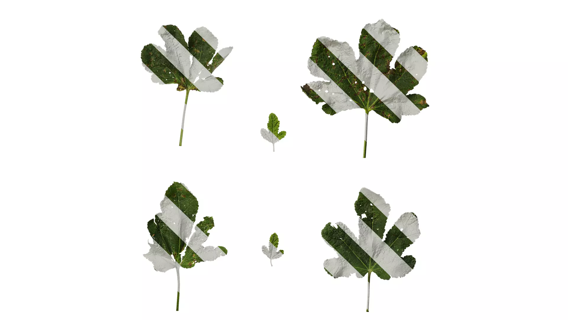 Anydrafts Alcea rosea Leaf 05 Texture_0