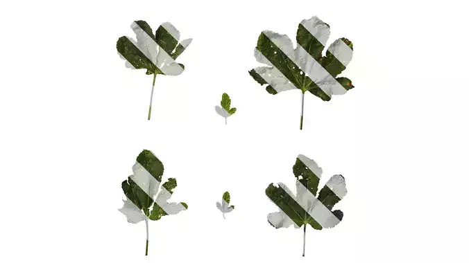 Anydrafts Alcea rosea Leaf 05