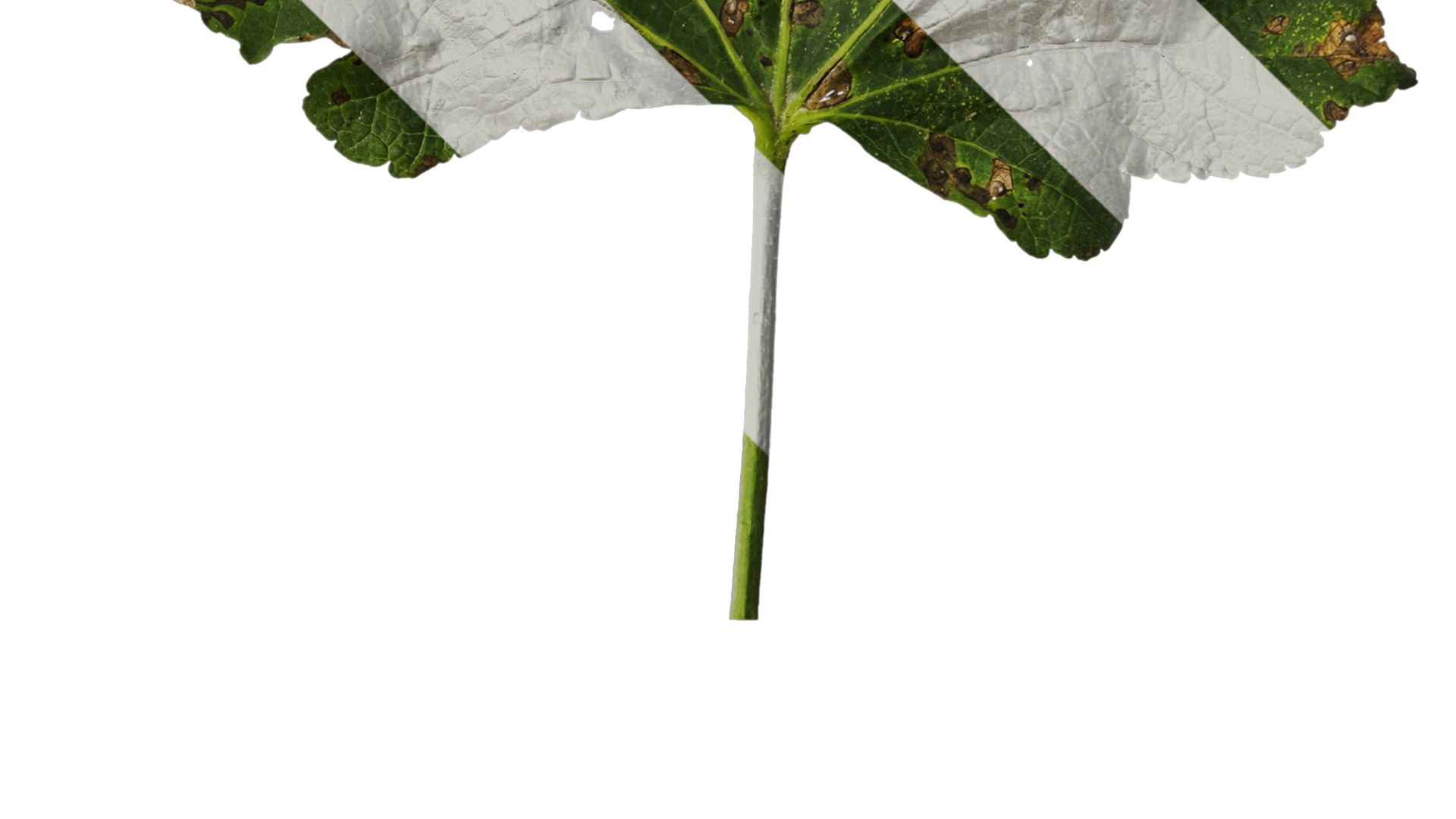 Anydrafts Alcea rosea Leaf 05 Texture_4