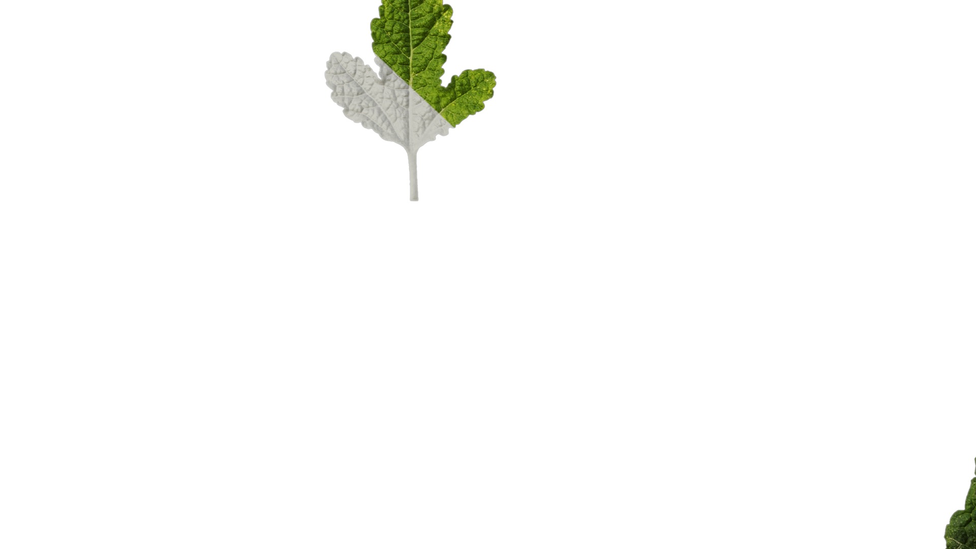 Anydrafts Alcea rosea Leaf 05 Texture_7