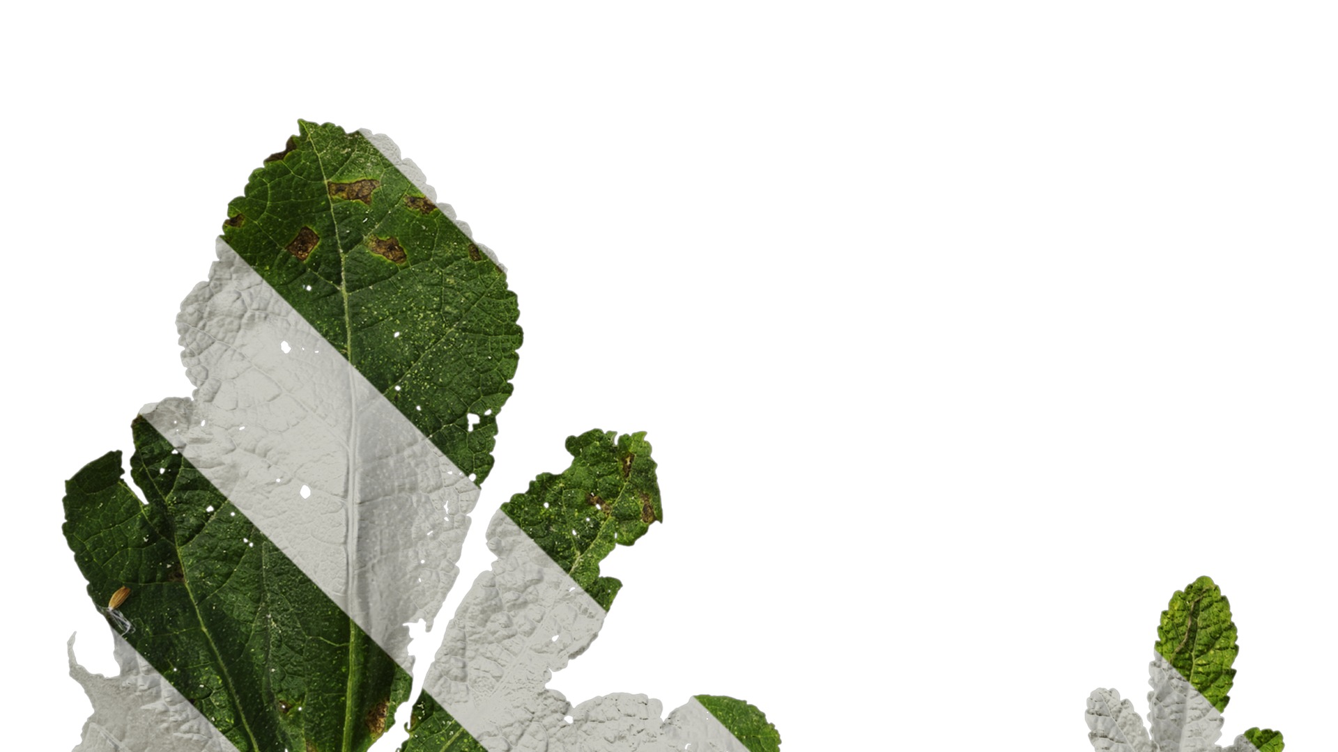 Anydrafts Alcea rosea Leaf 05 Texture_5