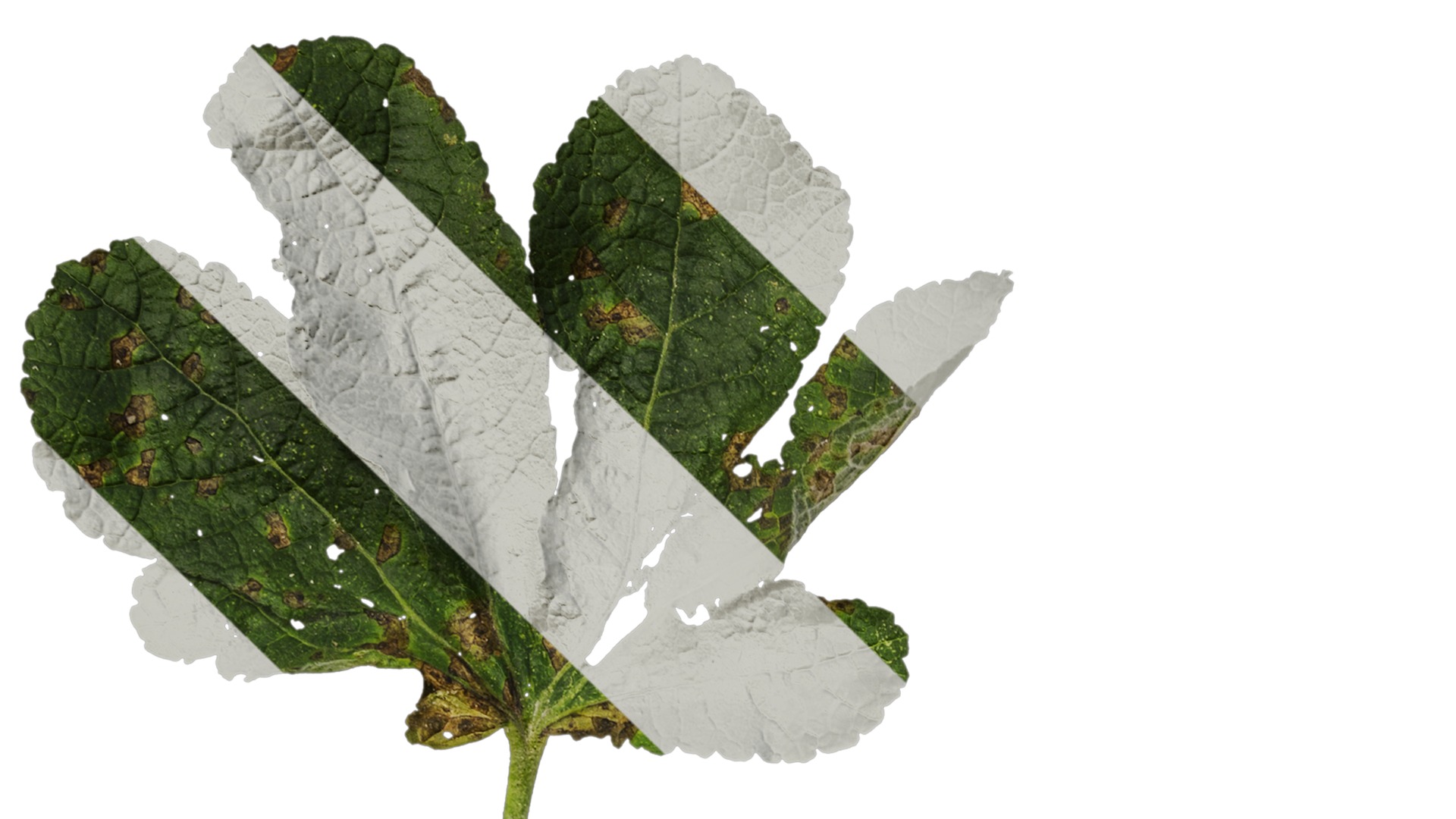 Anydrafts Alcea rosea Leaf 05 Texture_1