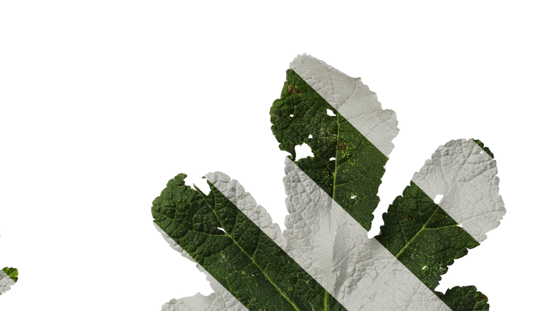 Anydrafts Alcea rosea Leaf 05 Texture_6