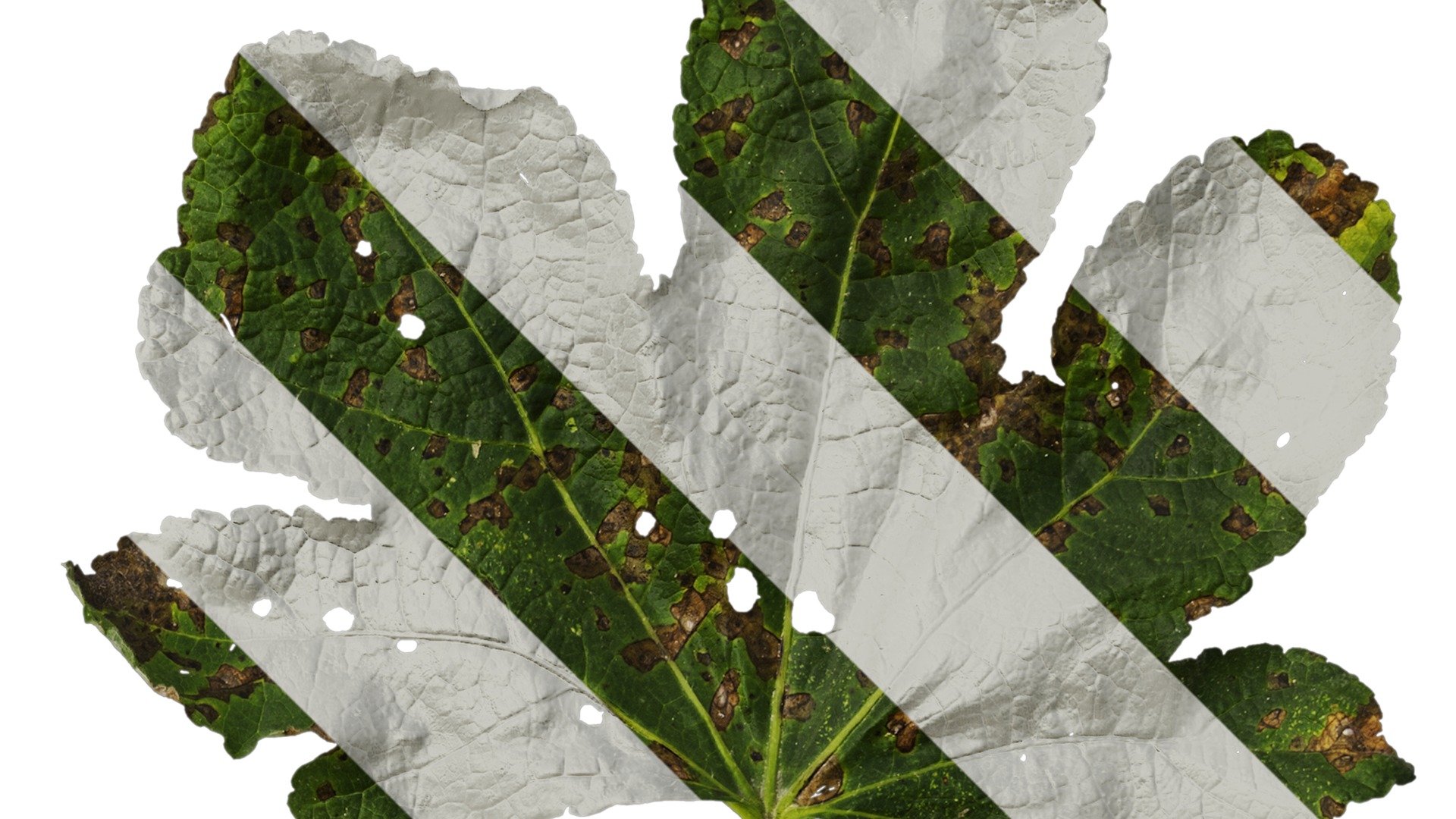 Anydrafts Alcea rosea Leaf 05 Texture_2