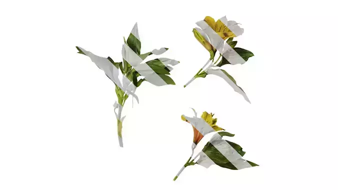 Anydrafts Alstroemeria hybrida Atlas 01 Texture