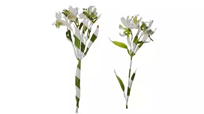 Anydrafts Alstroemeria hybrida Atlas 05 Texture