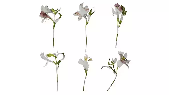 Anydrafts Alstroemeria hybrida Atlas 06 Texture