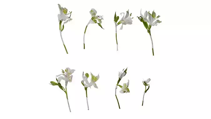 Anydrafts Alstroemeria hybrida Atlas 07 Texture