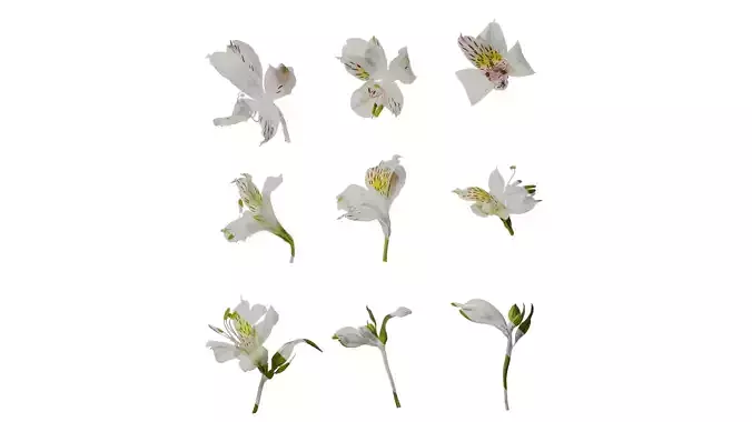 Anydrafts Alstroemeria hybrida Atlas 08 Texture