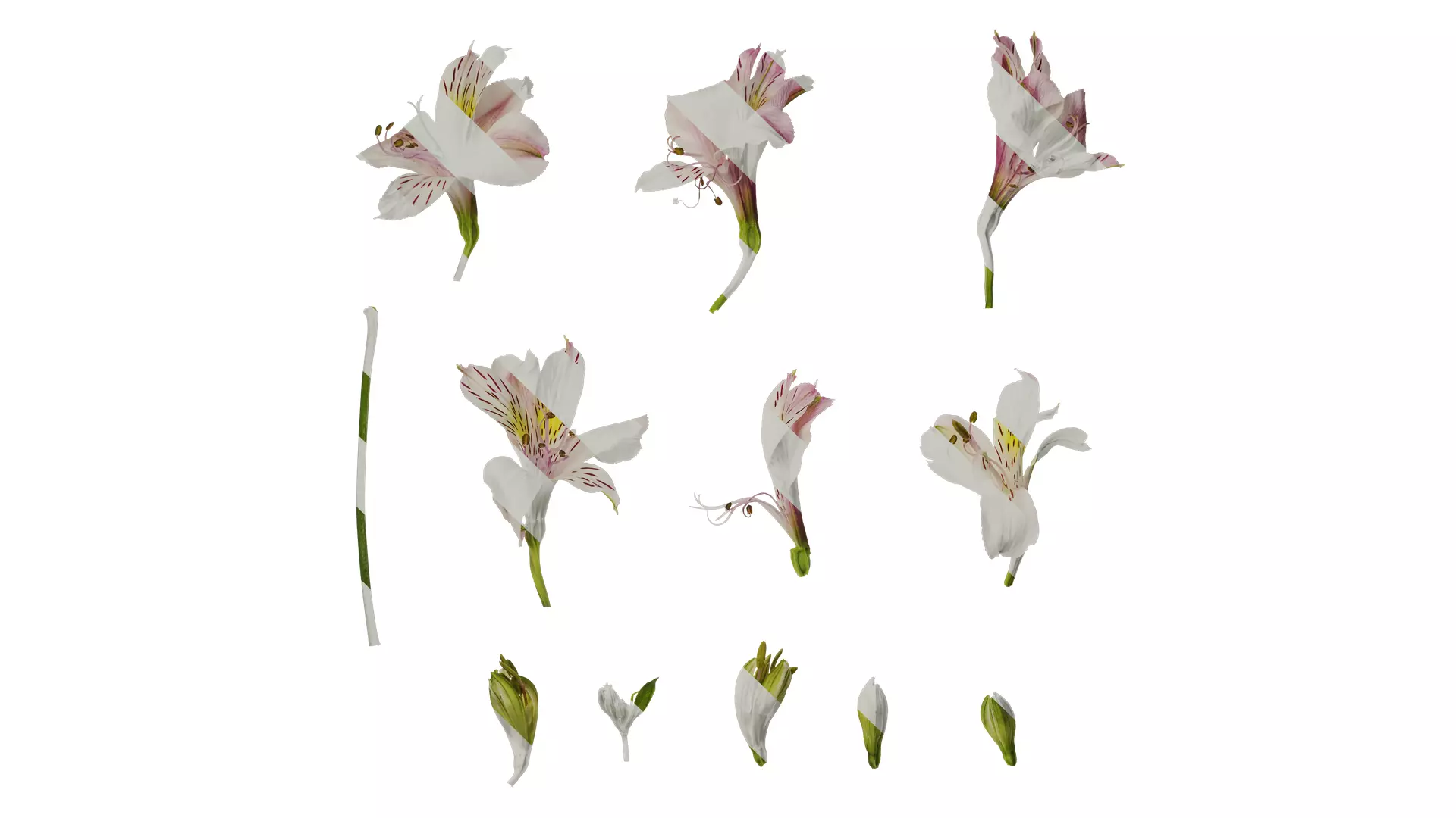Anydrafts Alstroemeria hybrida Flower 03 Texture
