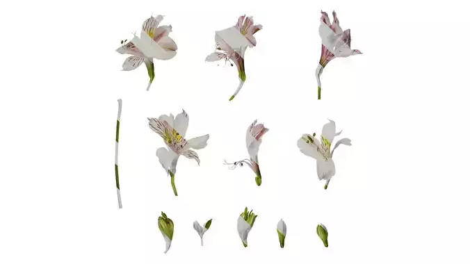 Anydrafts Alstroemeria hybrida Flower 03 Texture