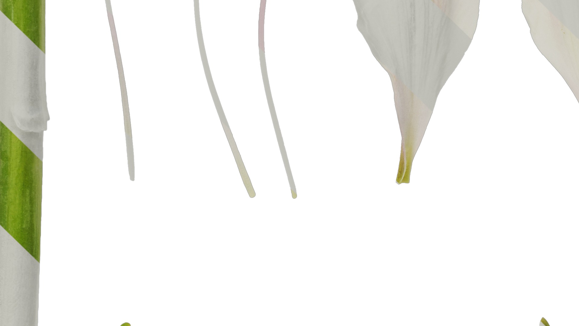 Anydrafts Alstroemeria hybrida Flower 04 Texture_5