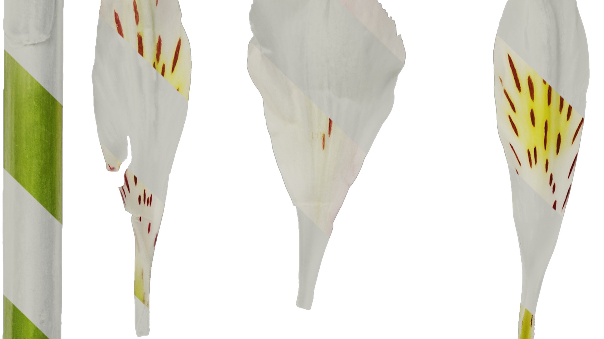 Anydrafts Alstroemeria hybrida Flower 04 Texture_1