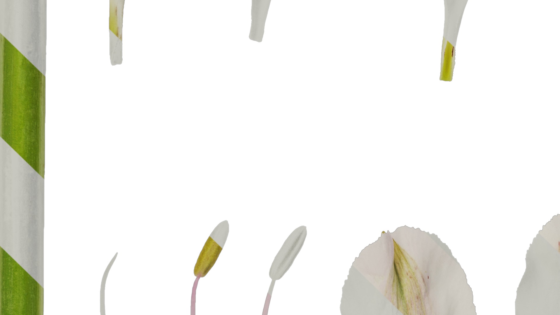 Anydrafts Alstroemeria hybrida Flower 04 Texture_3