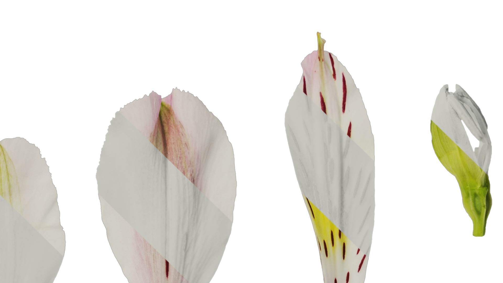 Anydrafts Alstroemeria hybrida Flower 04 Texture_4