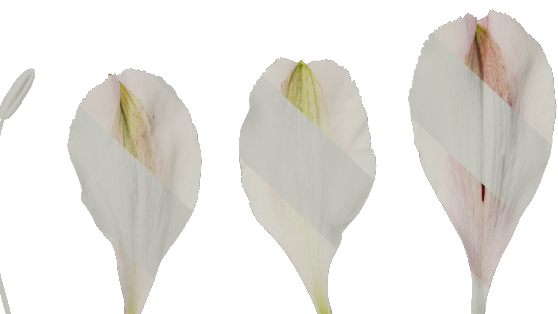 Anydrafts Alstroemeria hybrida Flower 04 Texture_7