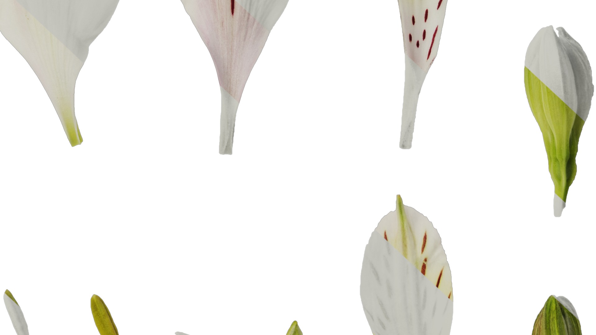 Anydrafts Alstroemeria hybrida Flower 04 Texture_6