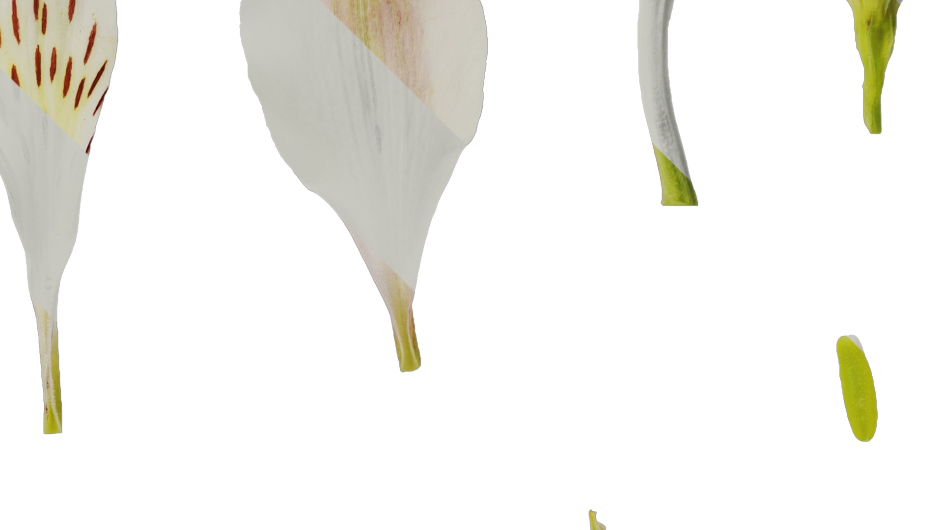 Anydrafts Alstroemeria hybrida Flower 04 Texture_2