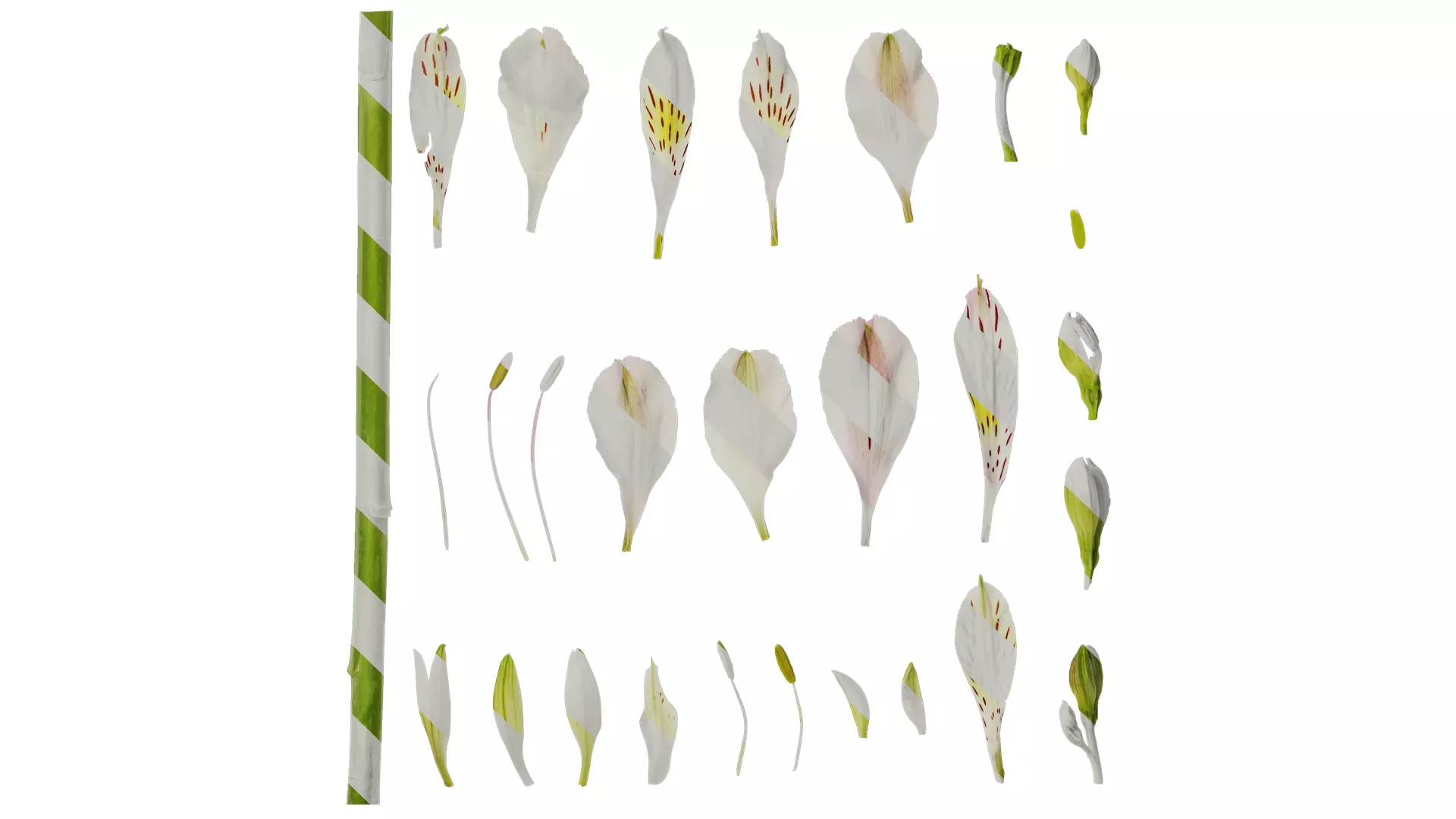 Anydrafts Alstroemeria hybrida Flower 04 Texture_0