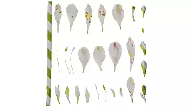 Anydrafts Alstroemeria hybrida Flower 04