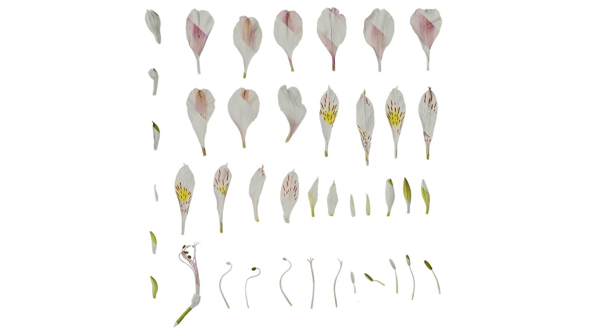 Anydrafts Alstroemeria hybrida Flower 05 Texture