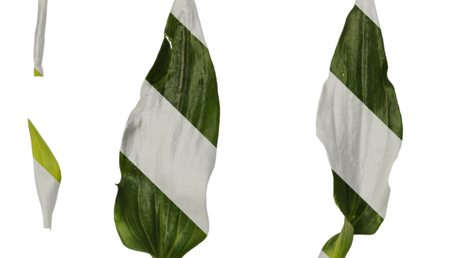 Anydrafts Alstroemeria hybrida Leaf 01 Texture_1